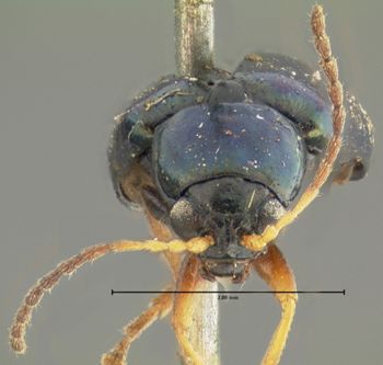 Media type: image;   Entomology 4342 Aspect: head frontal view